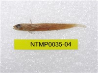 藏品(小骨鰧)的圖片